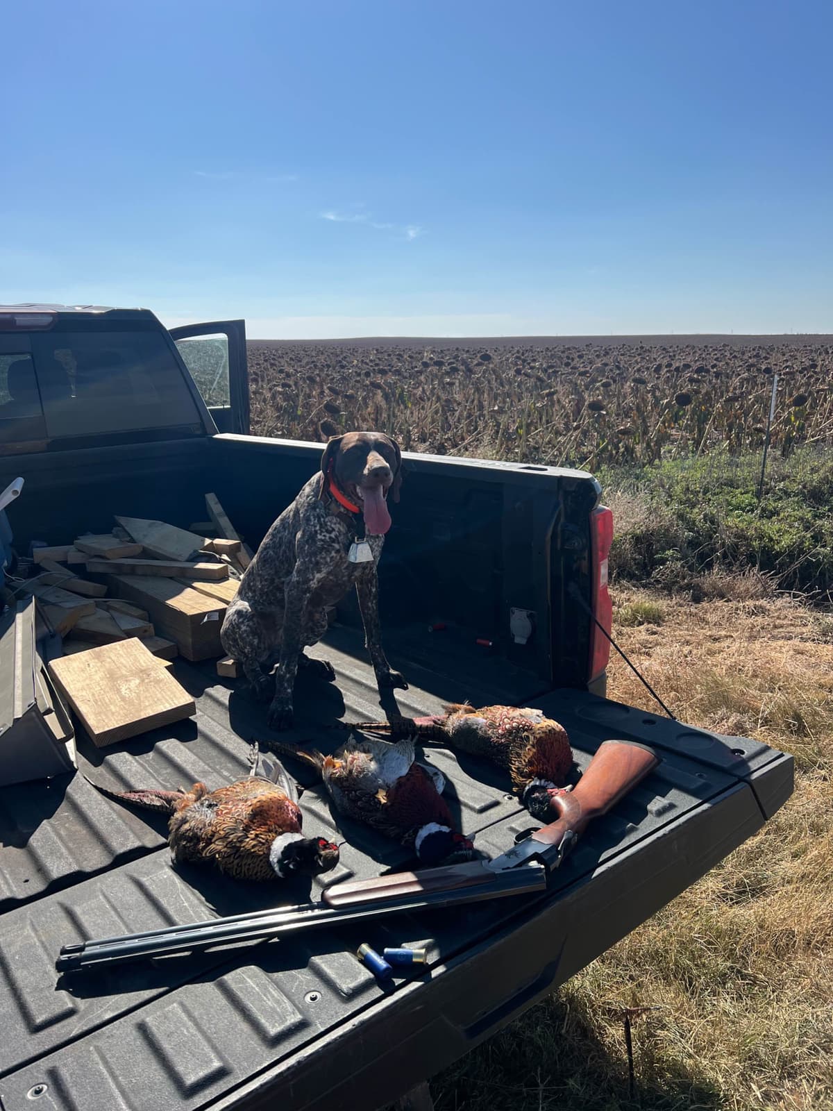German Shorthaired Pointer Puppies breeder image 8