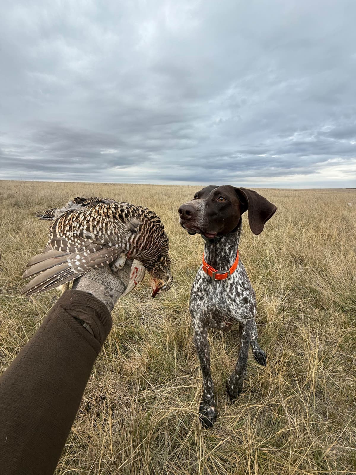 German Shorthaired Pointer Puppies breeder image 11