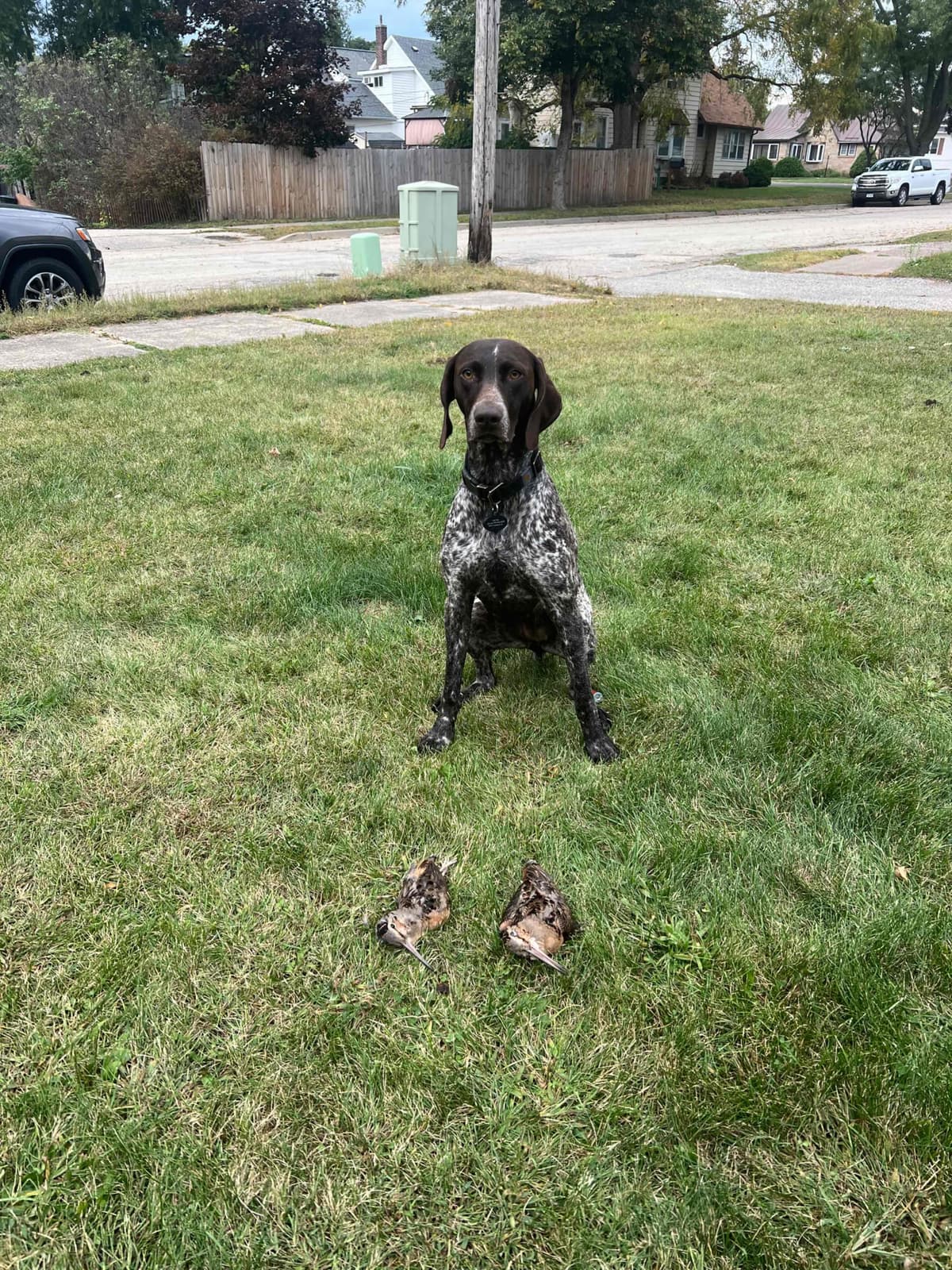 German Shorthaired Pointer Puppies breeder image 12