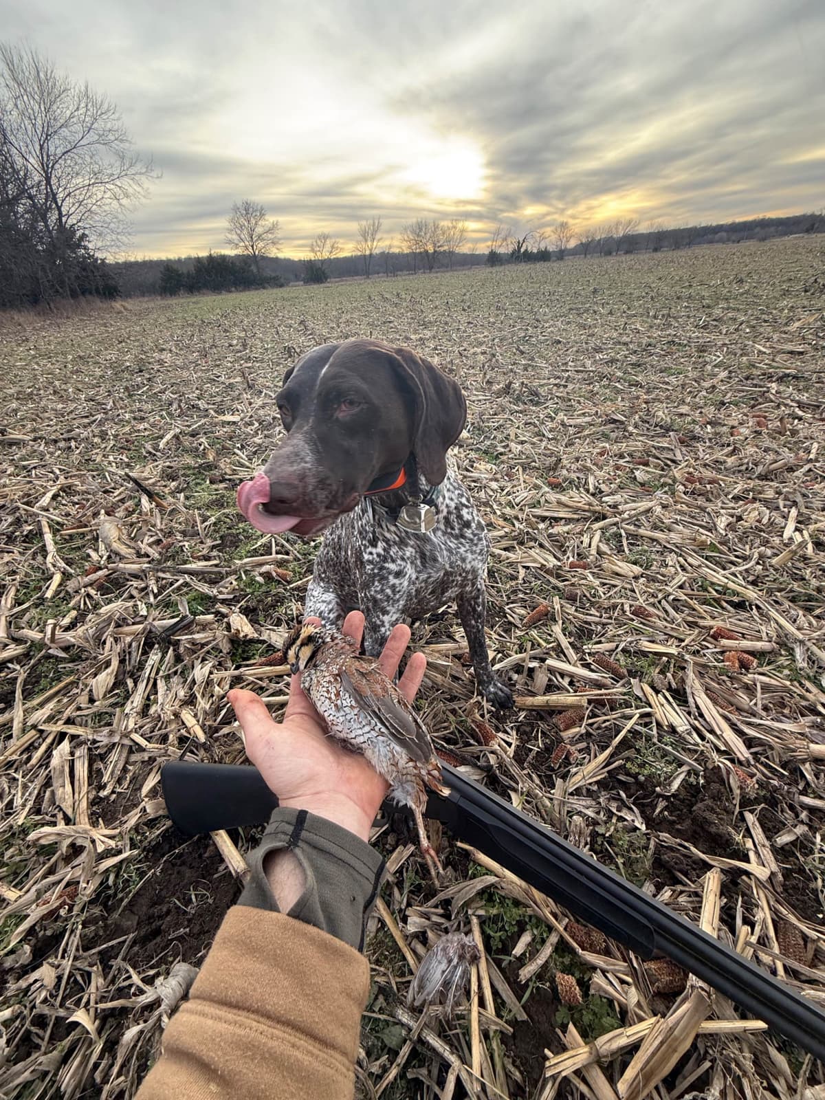 German Shorthaired Pointer Puppies breeder image 13