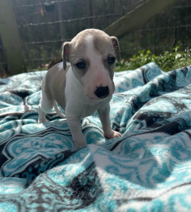 Whippet Puppies media 3