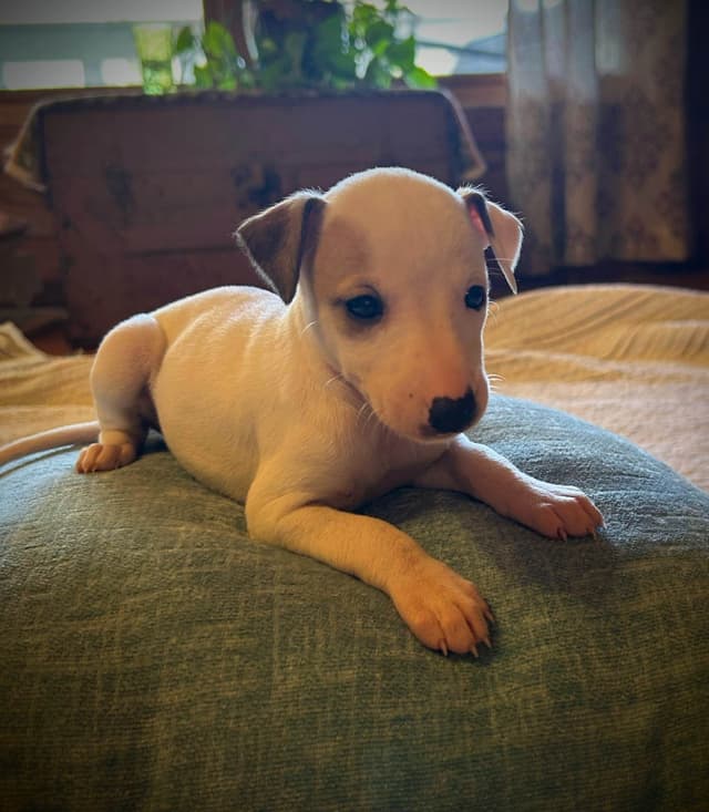 Whippet Puppies media 4
