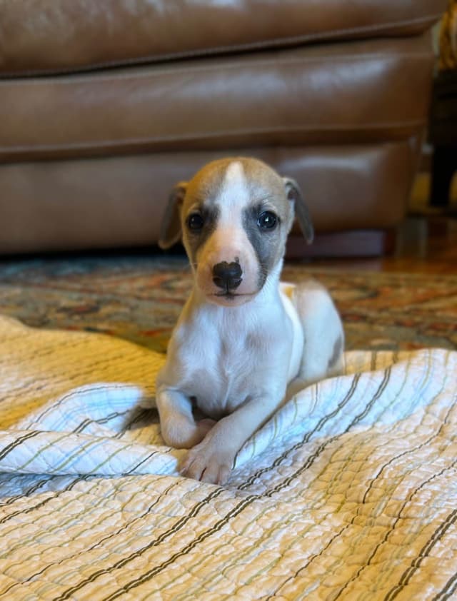 Whippet Puppies media 5