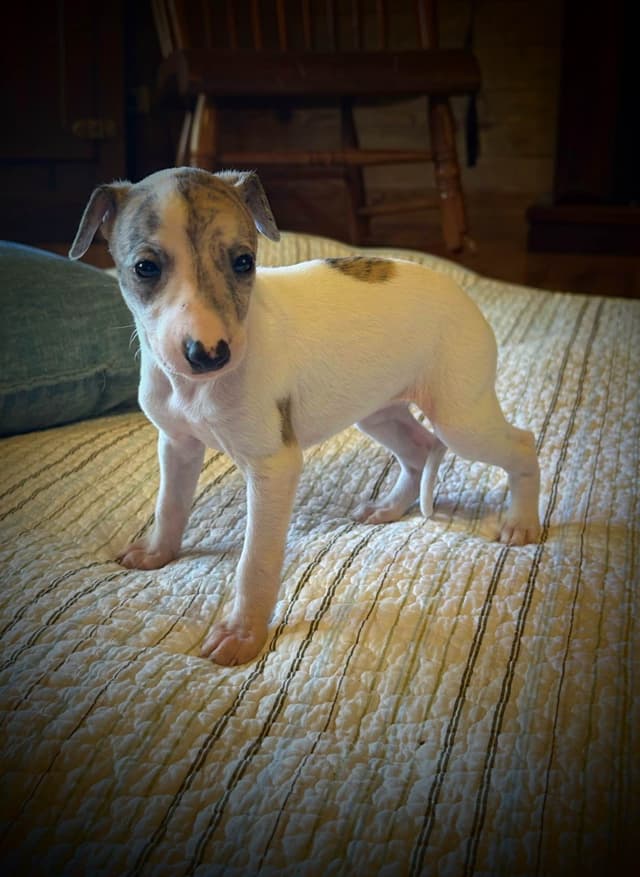 Whippet Puppies media 6