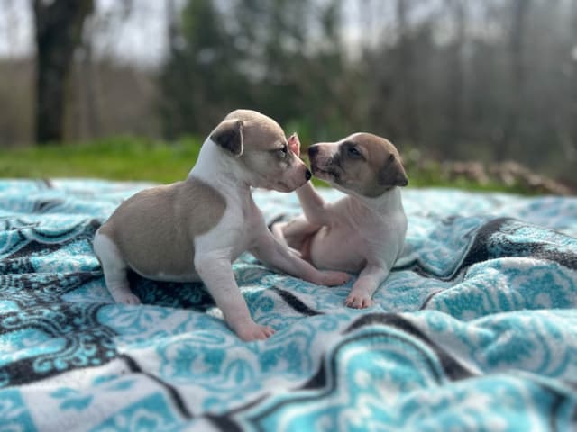 Whippet Puppies media 8