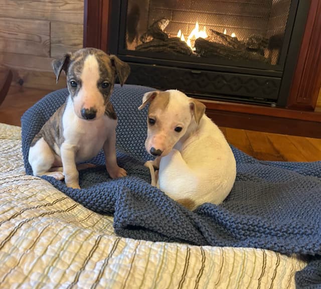 Whippet Puppies media 9