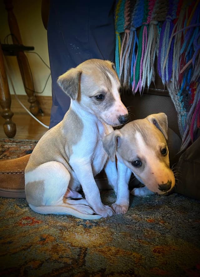 Whippet Puppies media 13