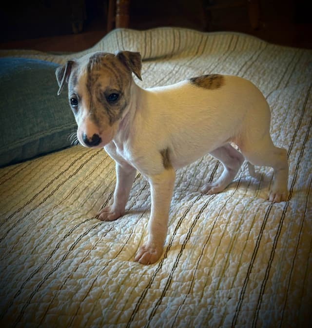 Whippet Puppies media 14