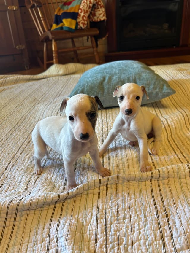 Whippet Puppies media 15