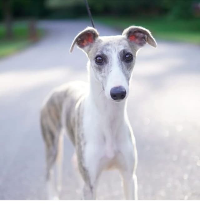 Whippet Puppies media 16