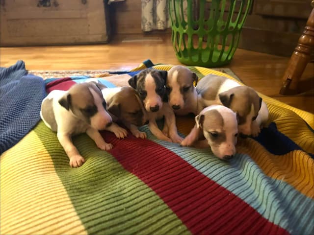 Whippet Puppies media 17