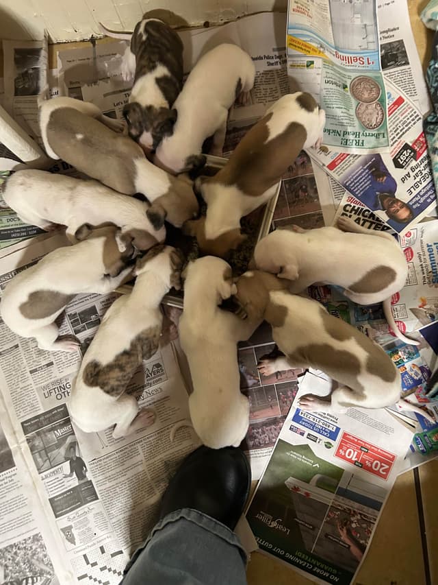 Whippet Puppies media 18