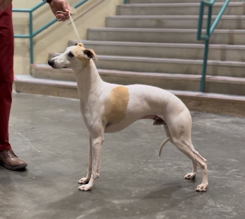 Whippet Puppies breeder image 4