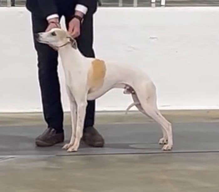 Whippet Puppies breeder image 3
