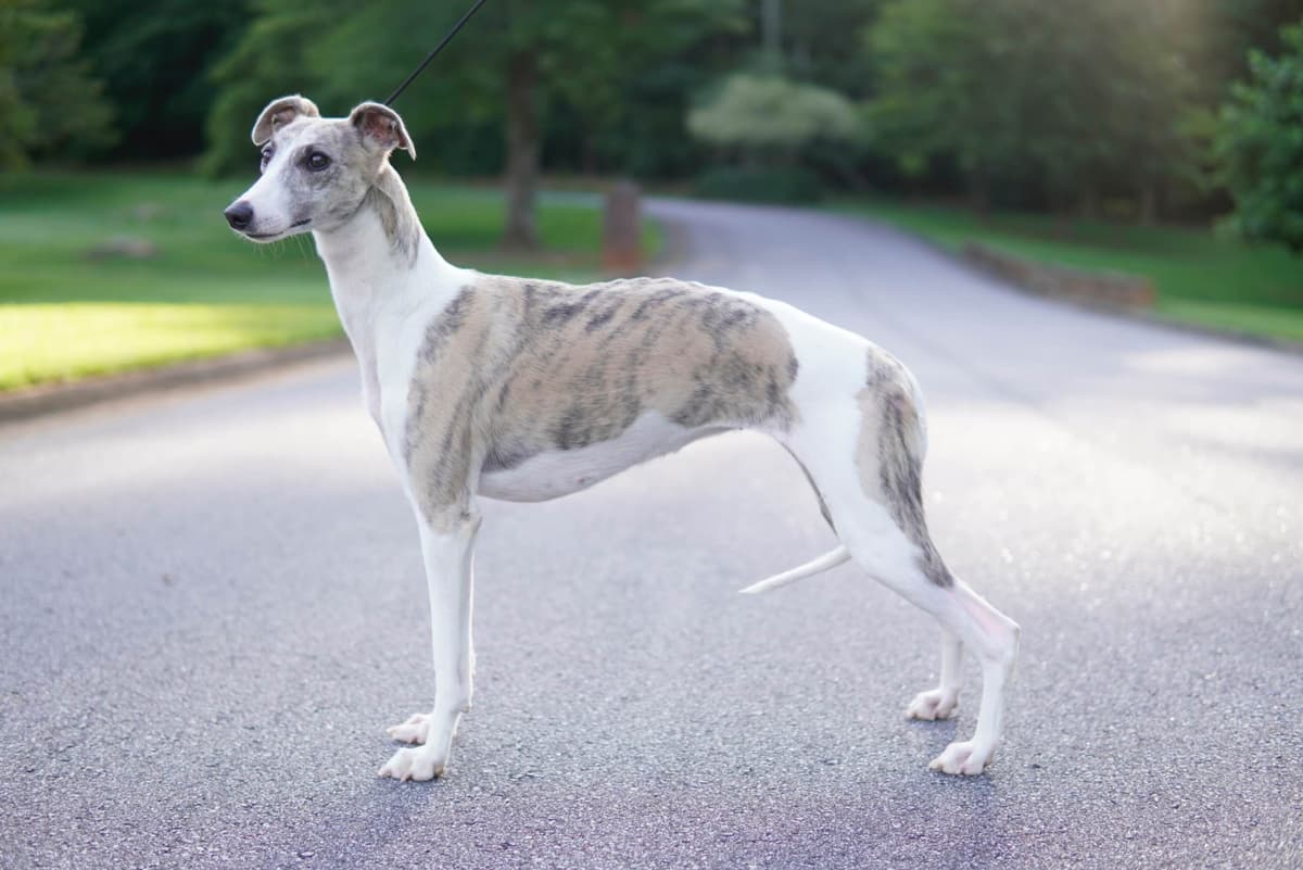 Whippet Puppies breeder image 5
