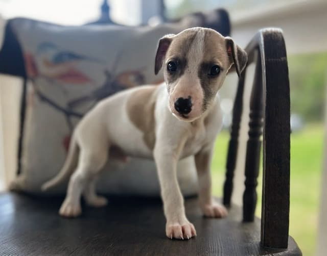 Whippet Puppies media 19