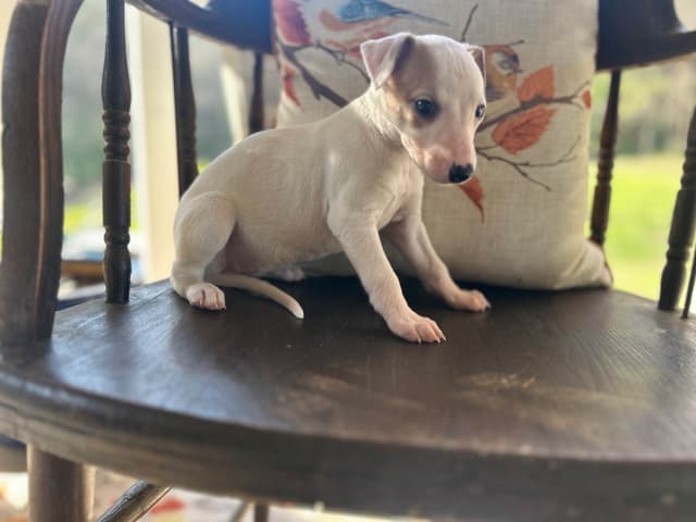 Whippet Puppies media 20