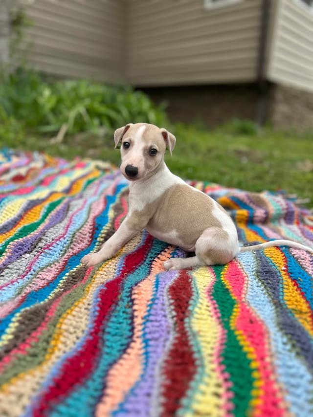 Whippet Puppies media 21