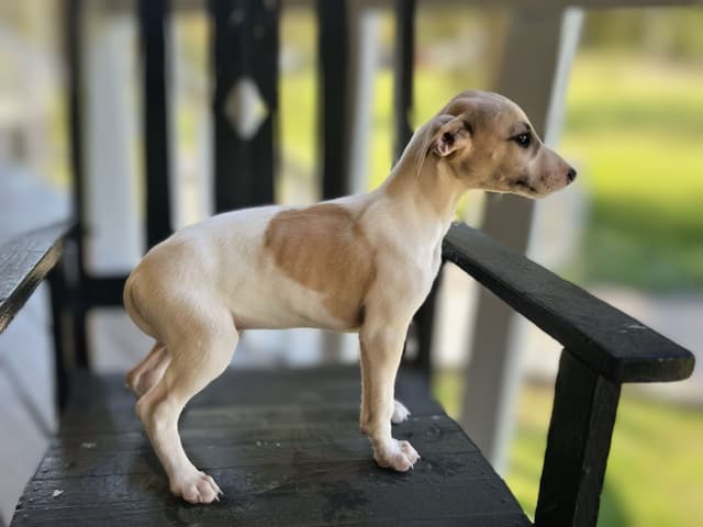 Whippet Puppies media 22
