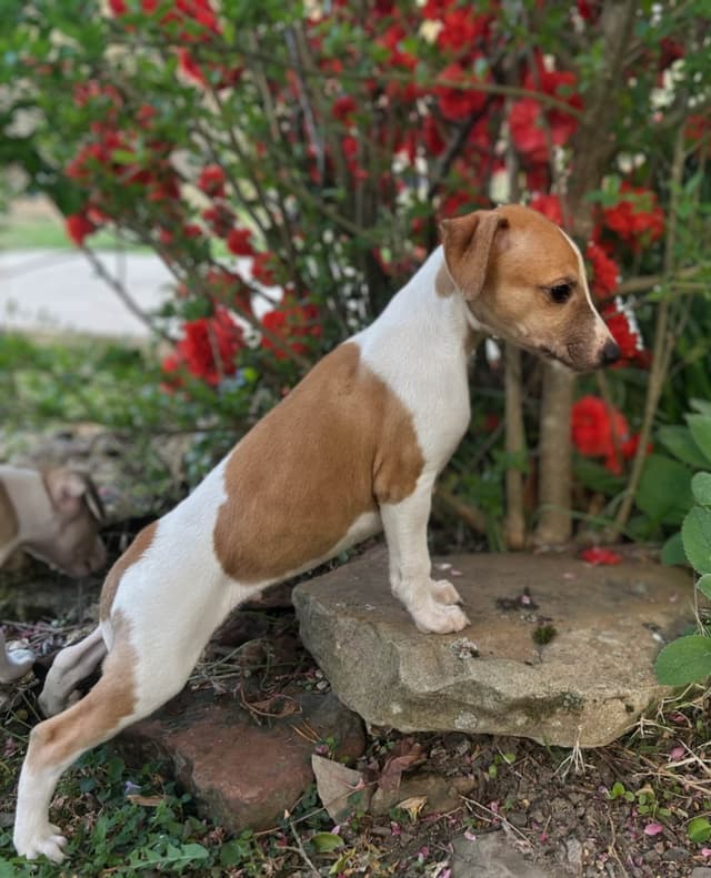 Whippet Puppies media 25