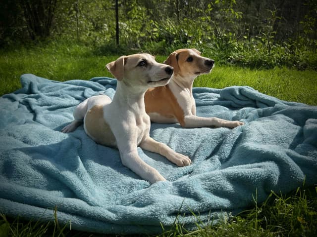 Whippet Puppies media 26