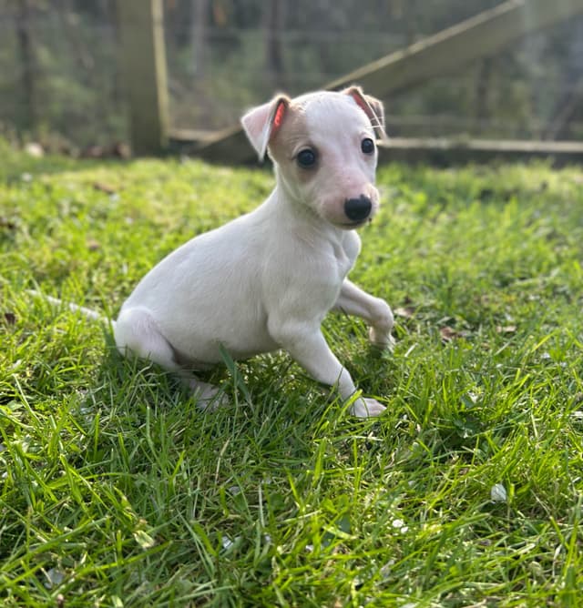 Whippet Puppies media 28