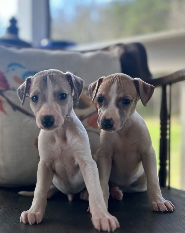 Whippet Puppies media 29
