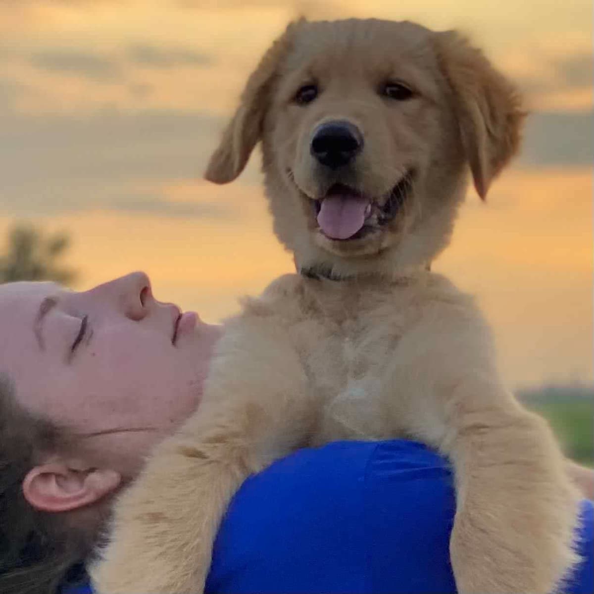 Golden Retriever Puppies breeder image 2