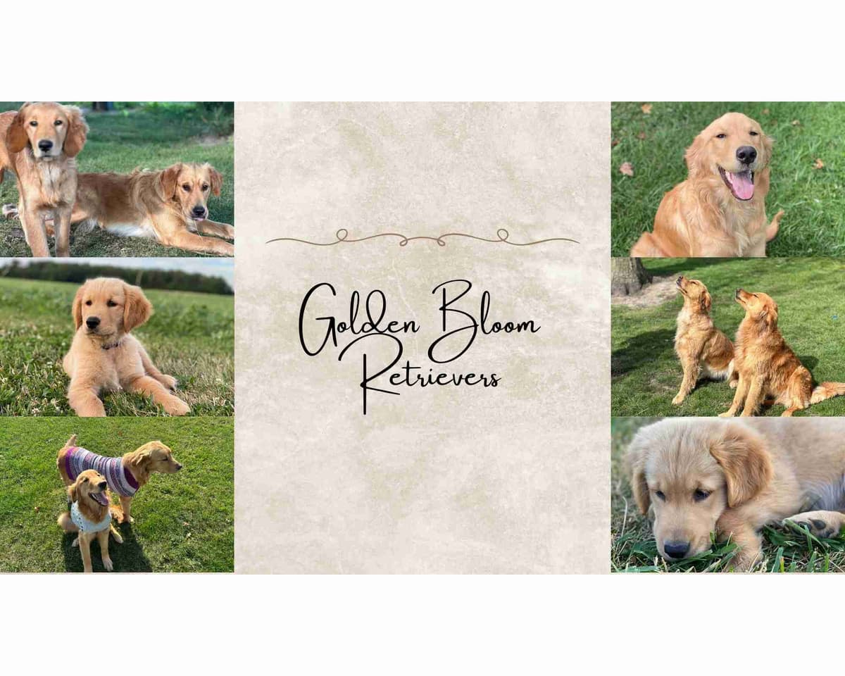 Golden Retriever Puppies breeder image 1