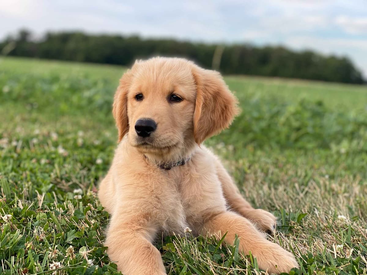 Golden Retriever Puppies breeder image 3