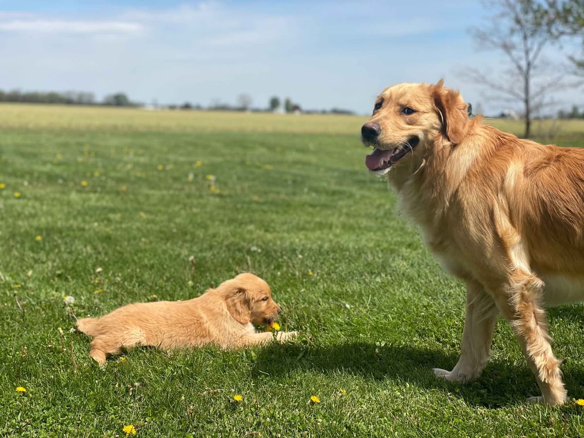 Golden Retriever Puppies breeder image 5