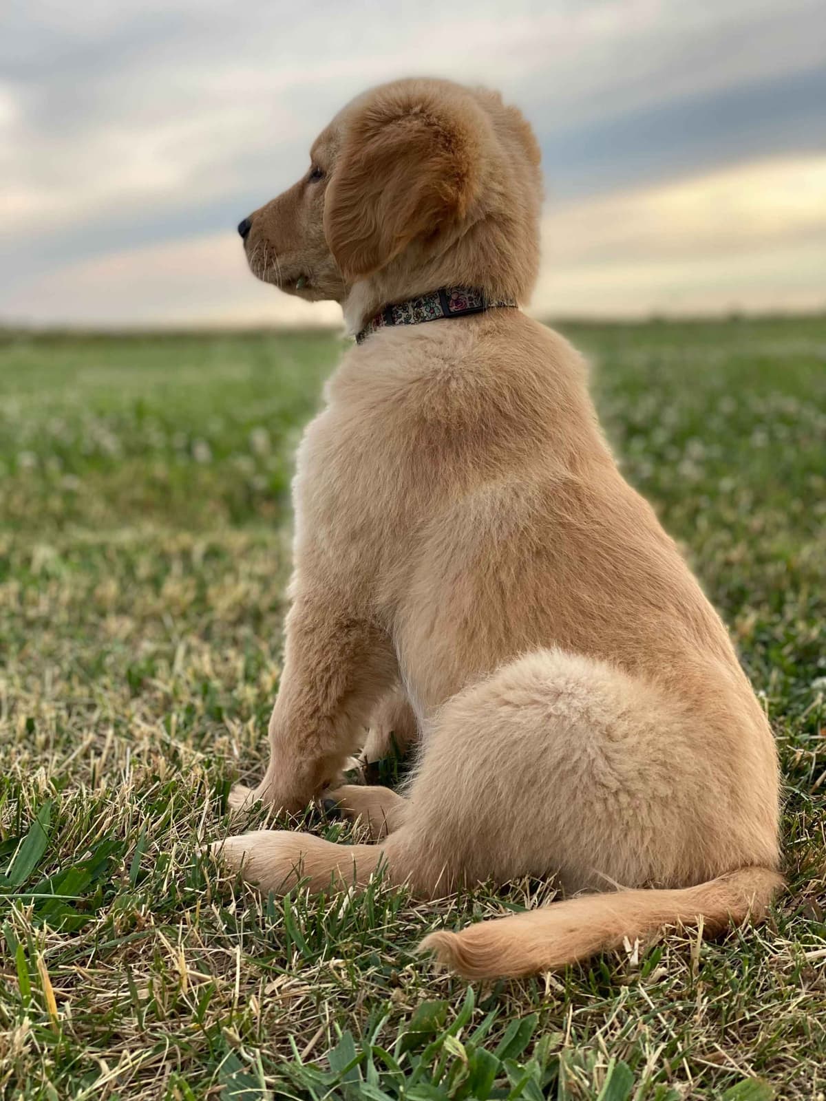 Golden Retriever Puppies breeder image 7