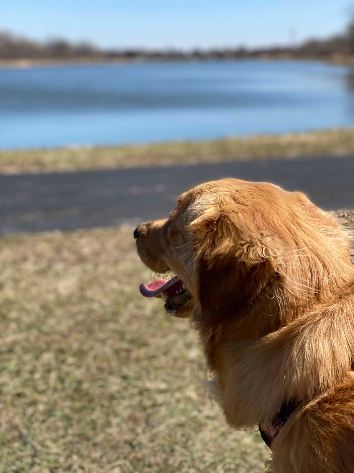 Golden Retriever Puppies breeder image 8