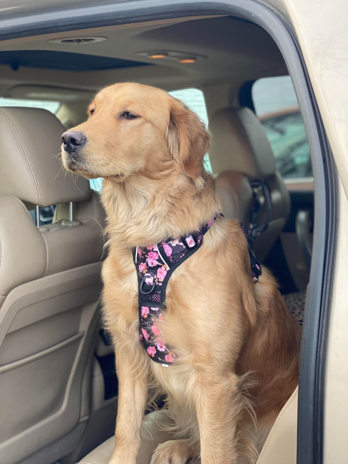 Golden Retriever Puppies breeder image 9
