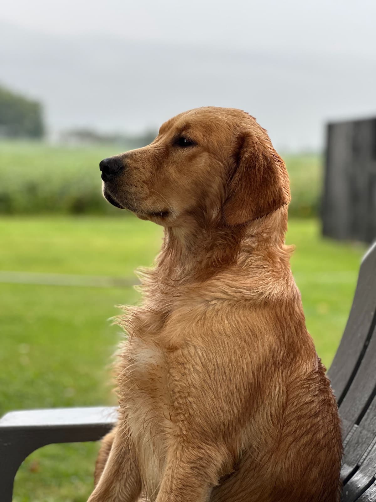Golden Retriever Puppies breeder image 12