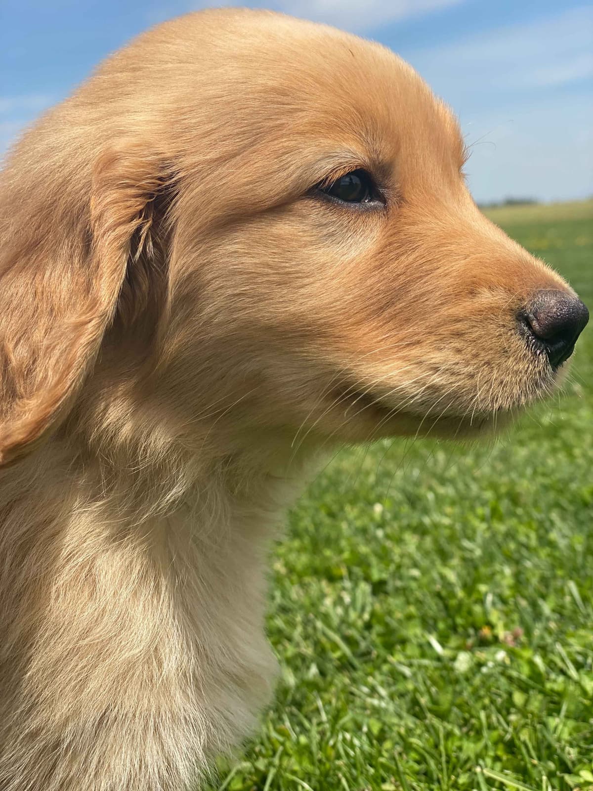 Golden Retriever Puppies breeder image 13