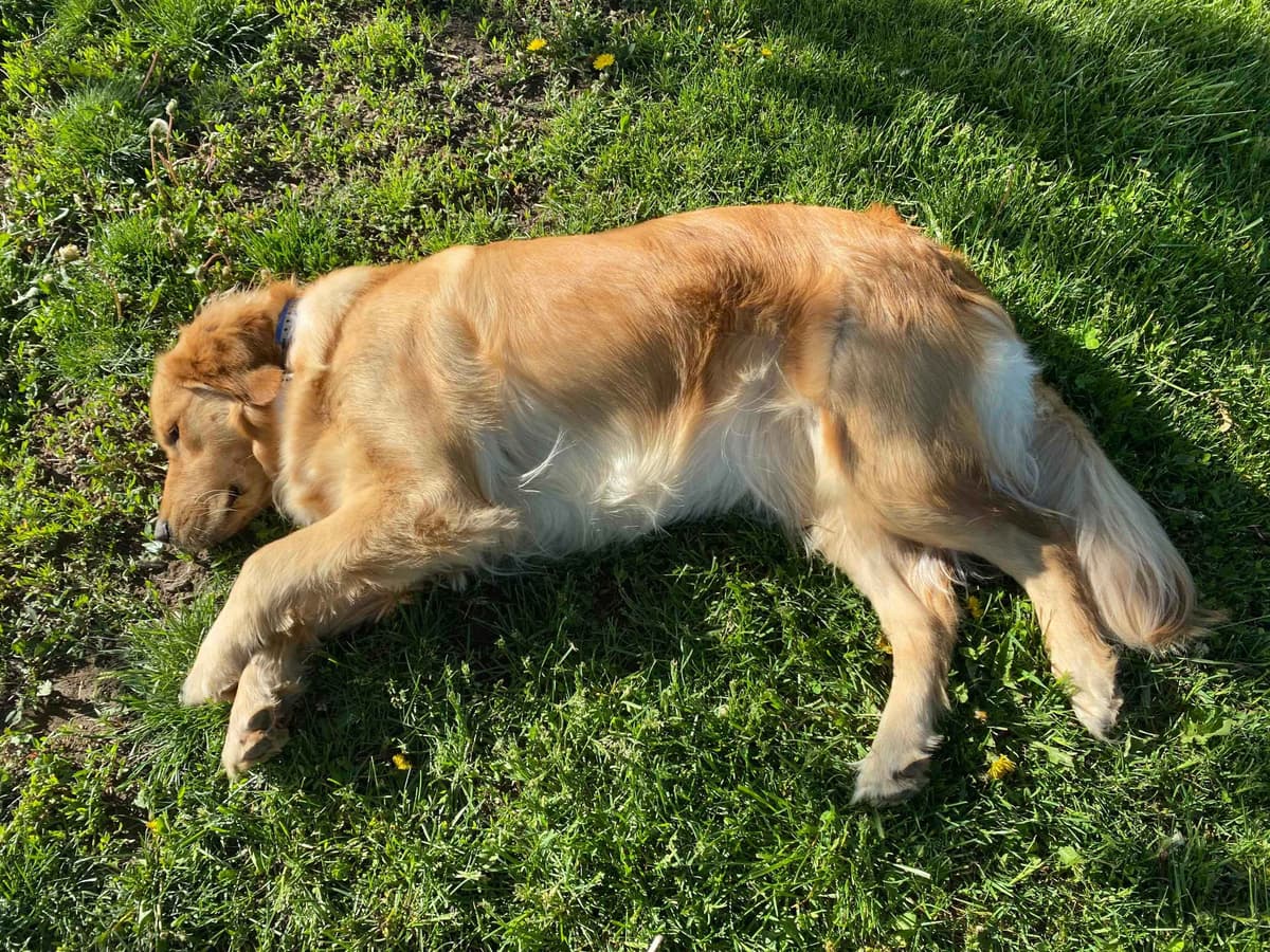 Golden Retriever Puppies breeder image 15