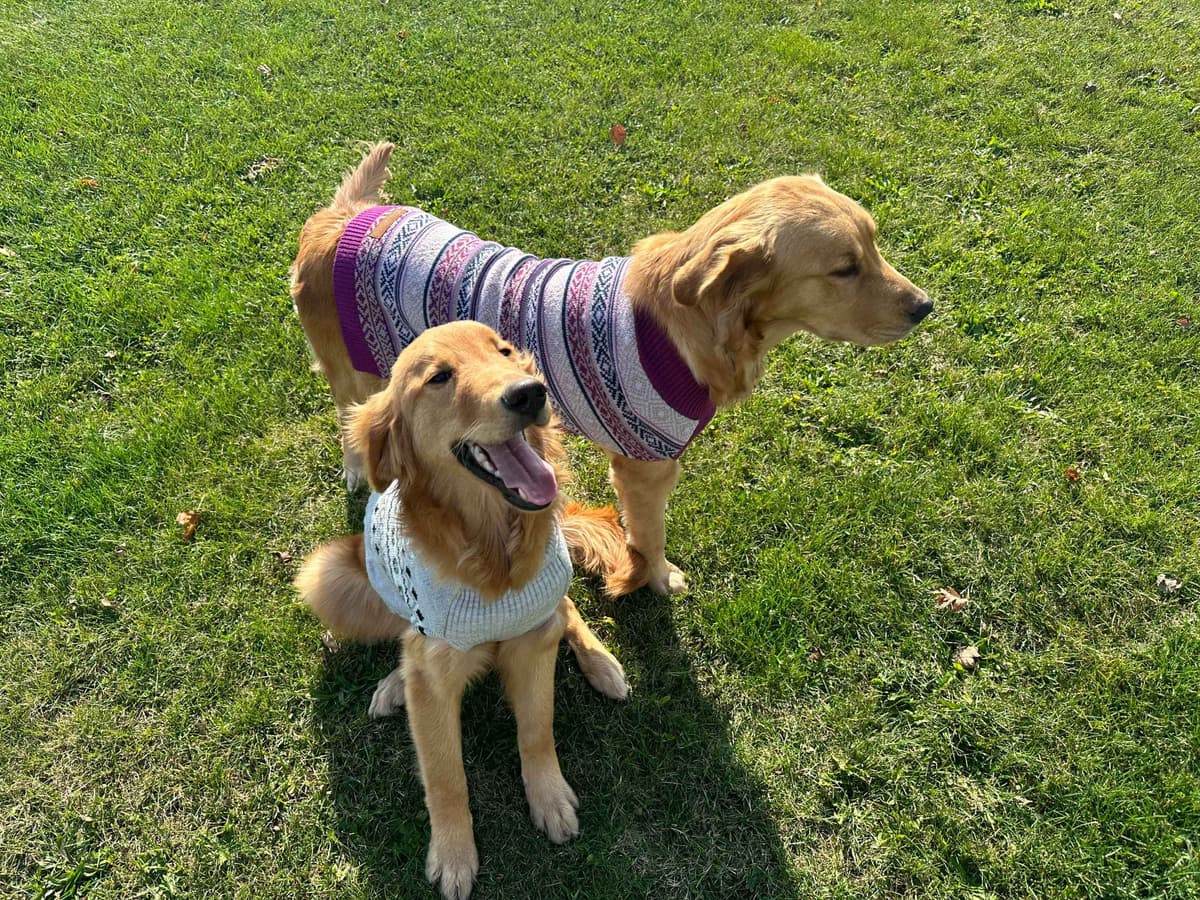 Golden Retriever Puppies breeder image 16
