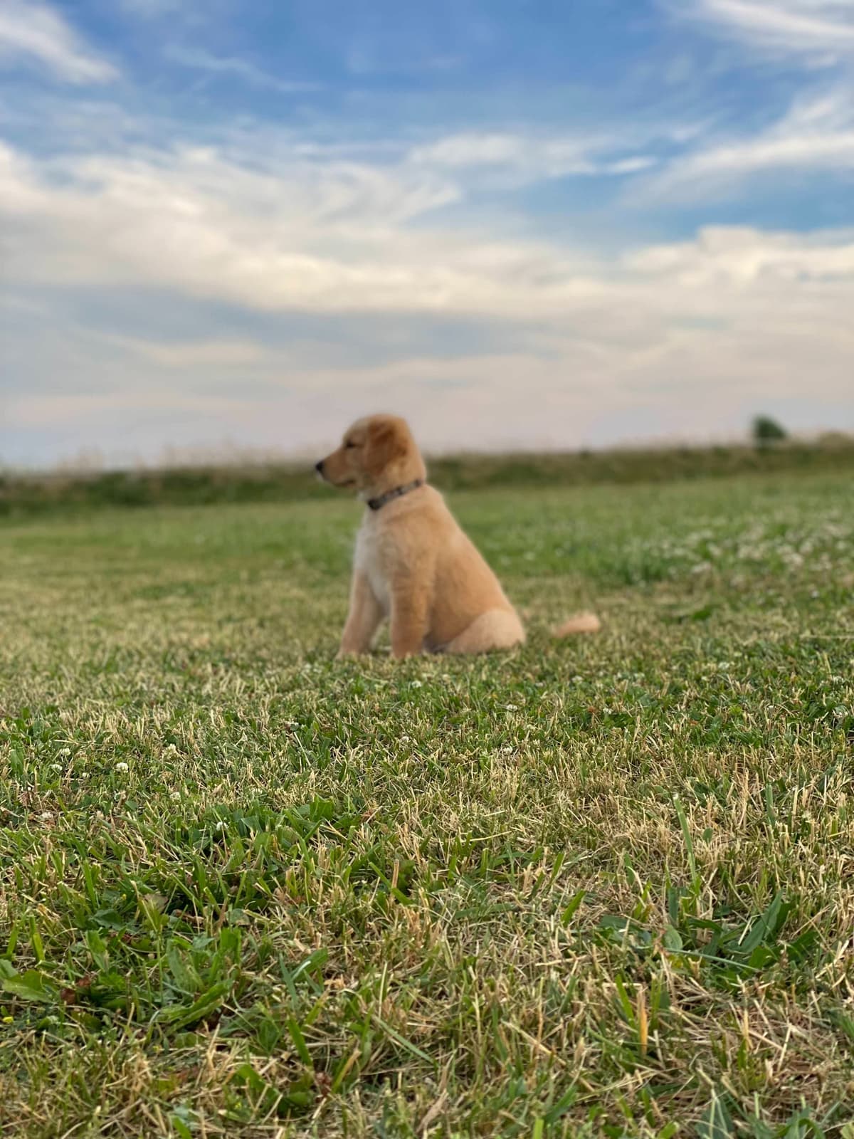 Golden Retriever Puppies breeder image 17