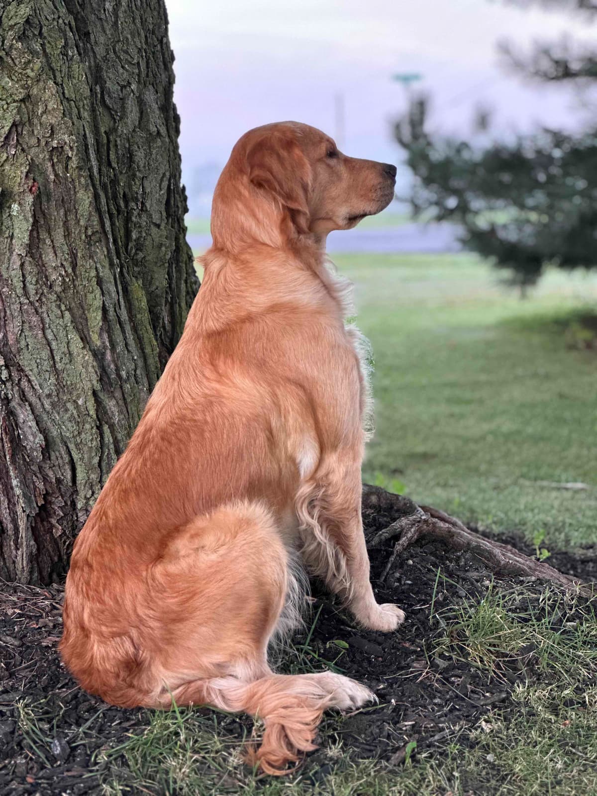 Golden Retriever Puppies breeder image 18