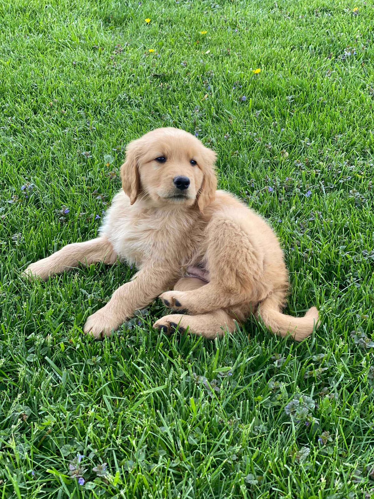 Golden Retriever Puppies breeder image 19