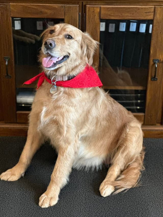 Golden Retriever Puppies media 14