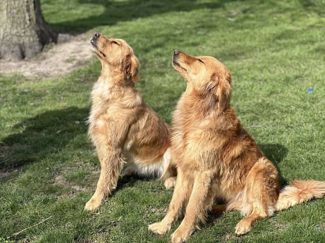 Golden Retriever Puppies media 15
