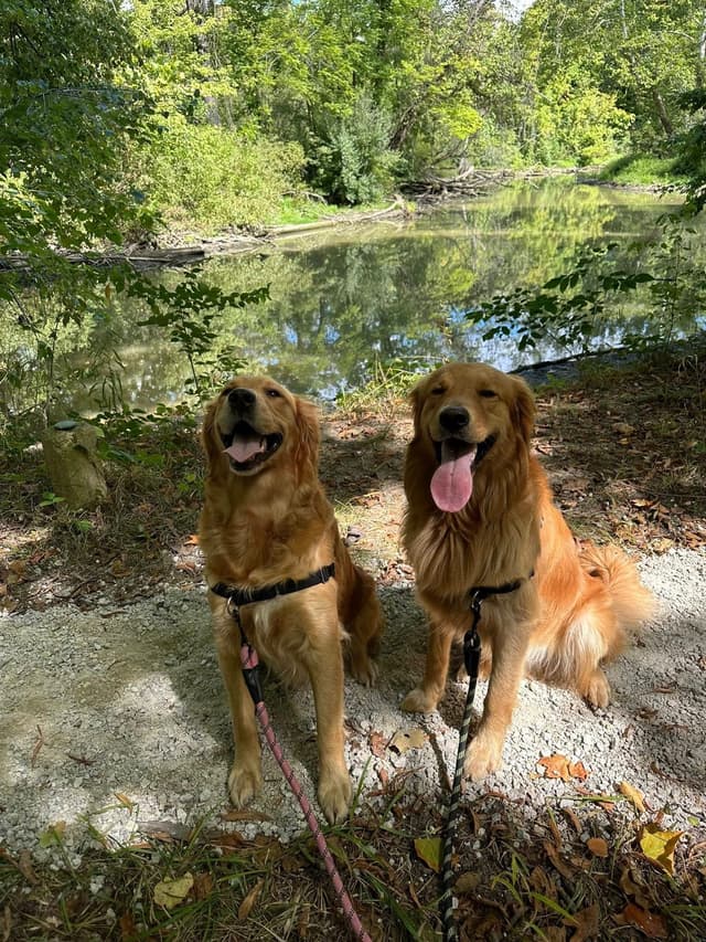 Golden Retriever Puppies media 12