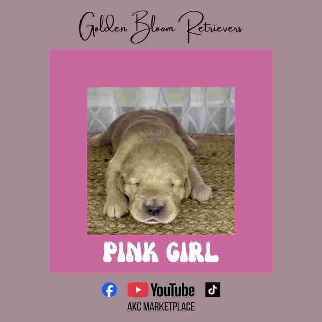 Golden Retriever Puppies media 17
