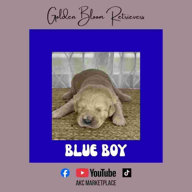 Golden Retriever Puppies media 16