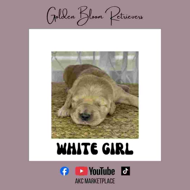 Golden Retriever Puppies media 18