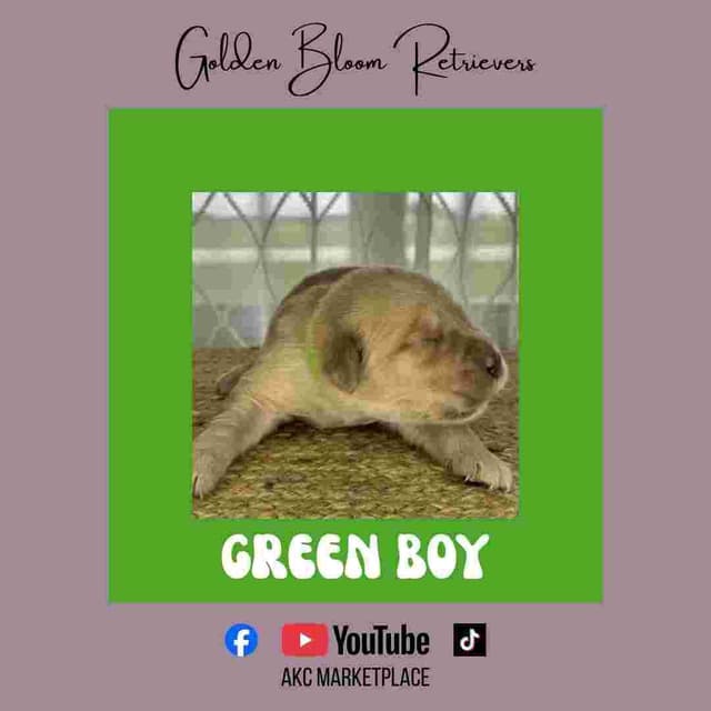 Golden Retriever Puppies media 21