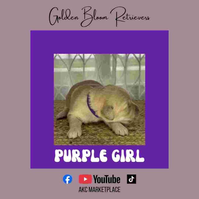 Golden Retriever Puppies media 20