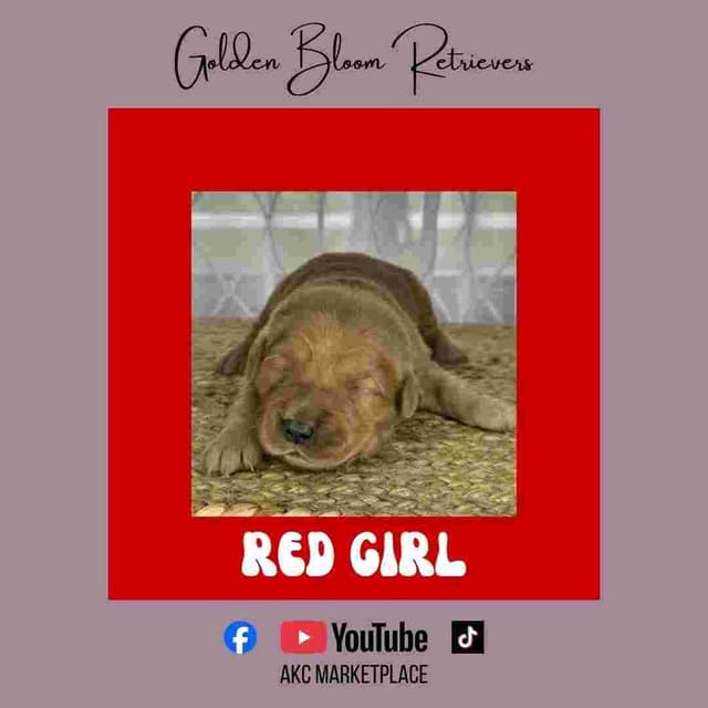 Golden Retriever Puppies media 22